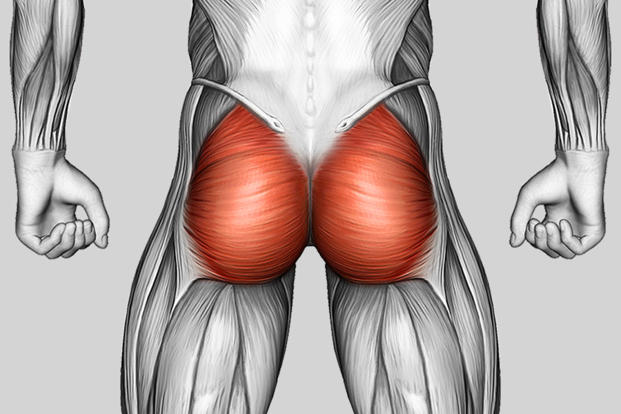 Exercise Category Muscles